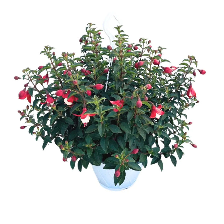 Fucsia in bsaket 17 cm - i Giardini di Giulia  