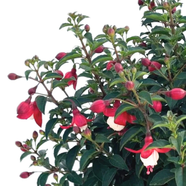 Fiori di Fucsia rosa e bianchi in primo piano, pianta fiorita da esterno con foglie verde scuro e boccioli pendenti