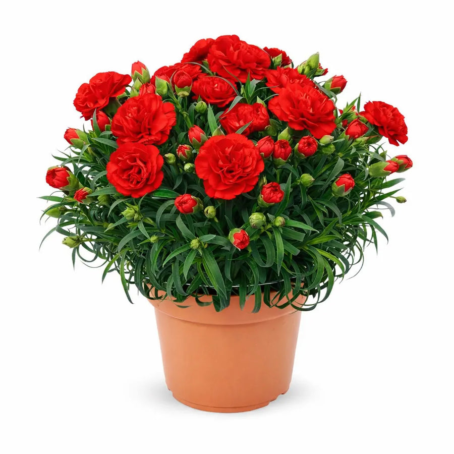 Garofano Oscar Colori Mix - Pianta in vaso D.14 cm con fiori variopinti