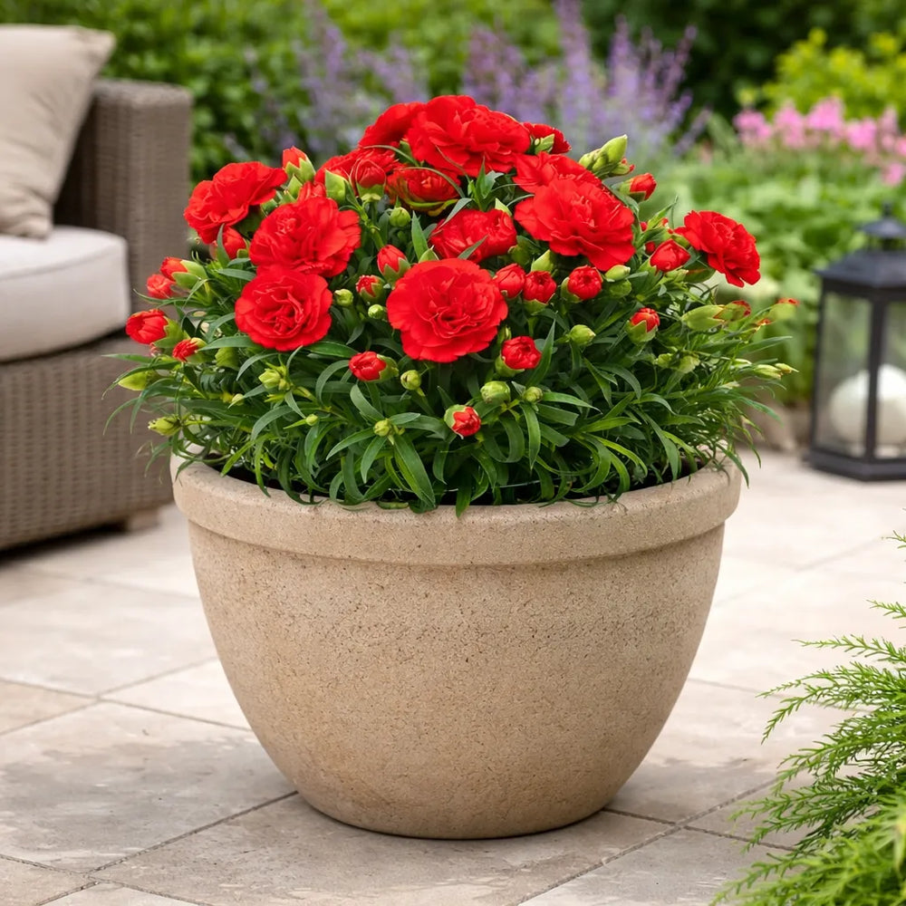 Garofano Oscar - Dettaglio dei fiori in un mix colori vibrante