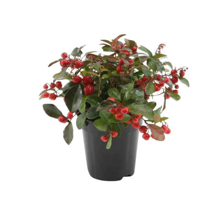 Gaultheria procumbens Big Berry H.30 cm