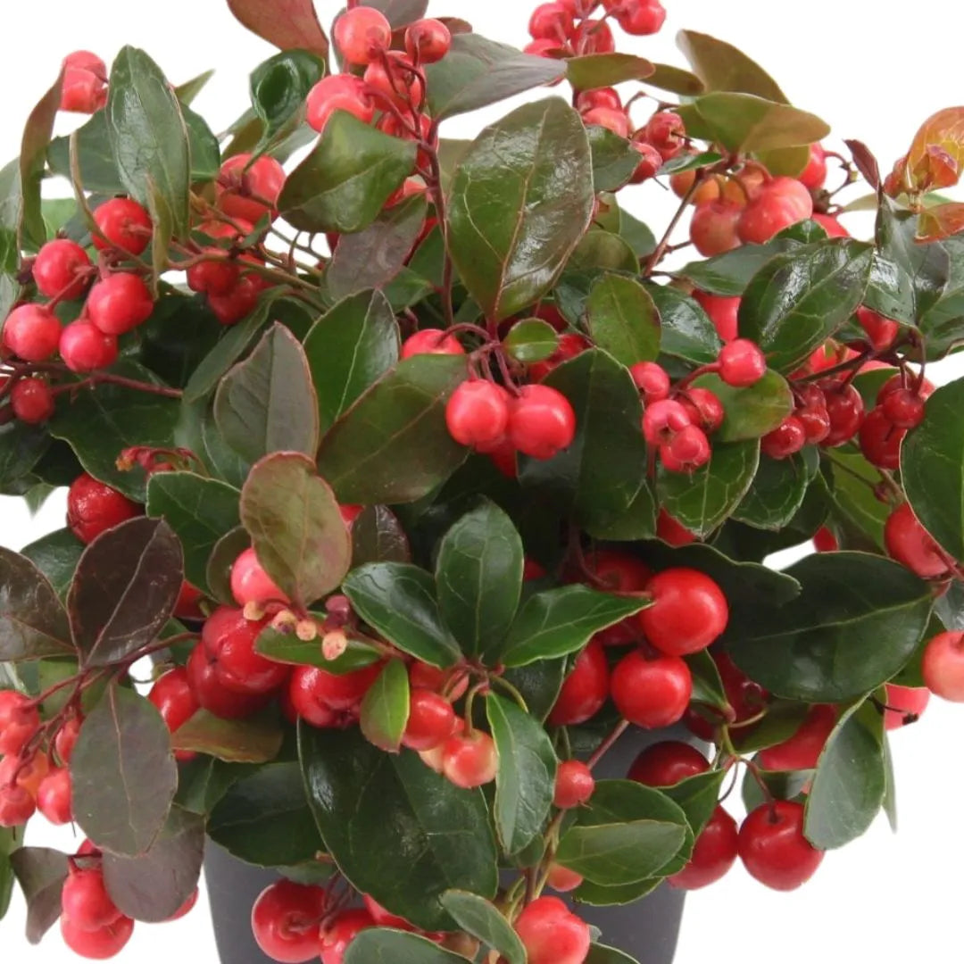 Gaultheria procumbens Big Berry H.30 cm