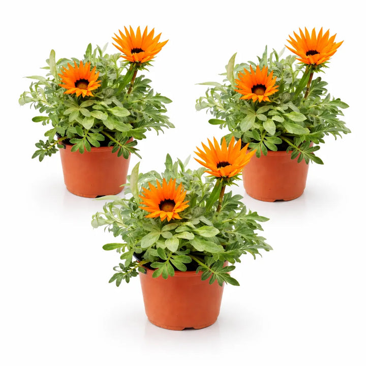 Gazania pianta in vaso D.14 cm, vista dall'alto con fiori di vari colori