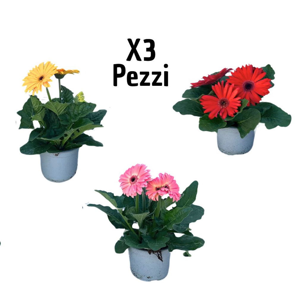 Set di 3 piante di Gerbera fiorita in vaso, colori assortiti (giallo, rosso, rosa), pianta da esterno ideale per balconi e terrazzi