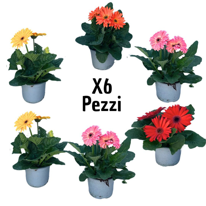 Set di 6 piante di Gerbera fiorita in vaso, colori assortiti (giallo, rosso, rosa, arancio), ideale per composizioni colorate in giardino o terrazzo