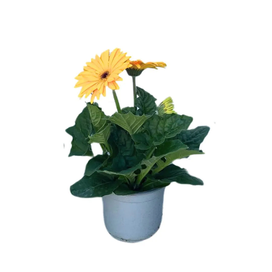 Pianta di Gerbera gialla in vaso, fogliame verde intenso e fiori luminosi, pianta da esterno ideale per giardini e balconi