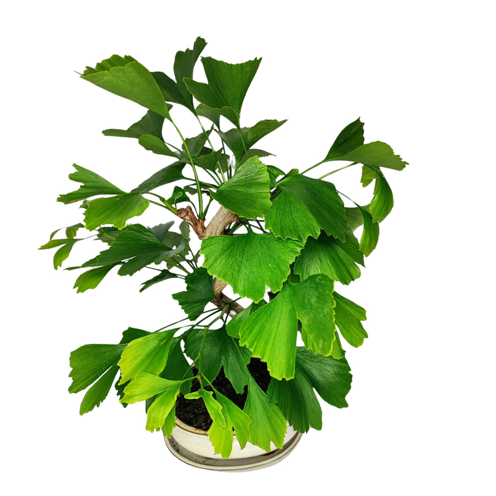 Bonsai Ginkgo biloba visto dall’alto, struttura fitta con fogliame verde lucido in vaso rotondo smaltato

