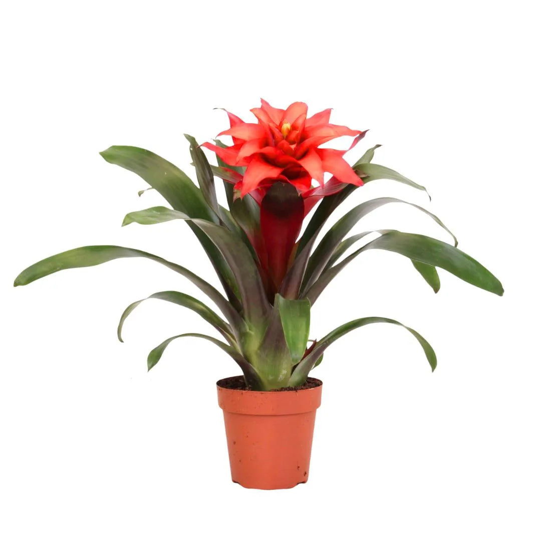 Guzmania Fiero Red D.12