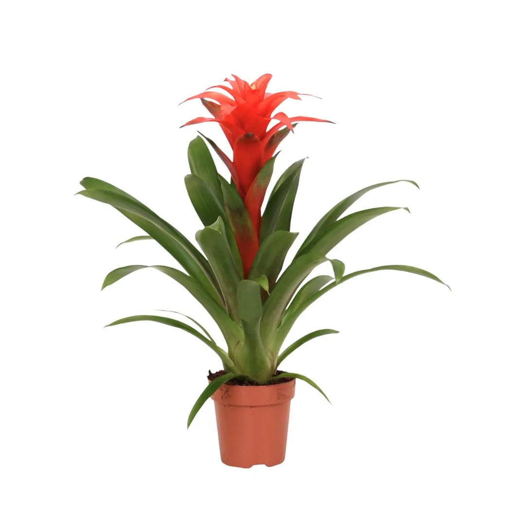Guzmania Calypso D.12