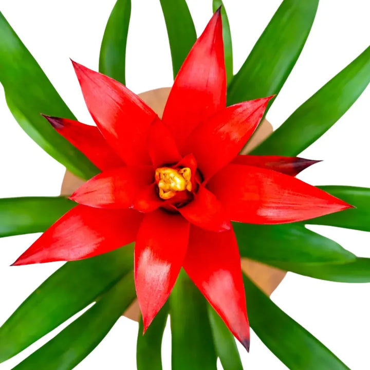 Dettaglio del fiore rosso della pianta visto dall'alto 