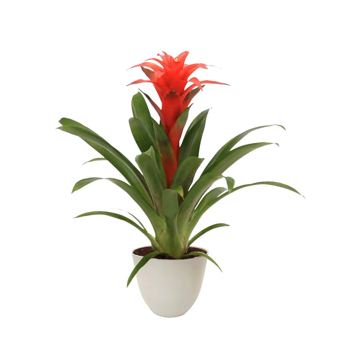 pianta con un fiore rosso con lunghe foglie verdi messa in un vaso di colore  avorio 