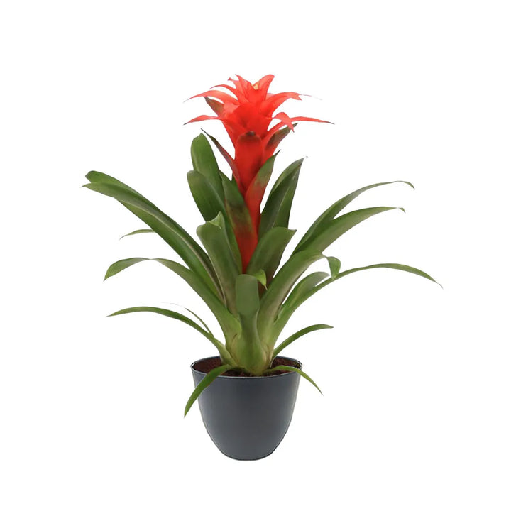 pianta con un fiore rosso con lunghe foglie verdi messa in un vaso di colore  antracite 