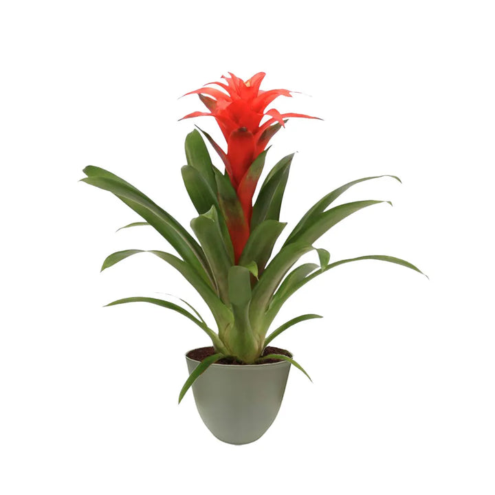 pianta con un fiore rosso con lunghe foglie verdi messa in un vaso di colore verde rosmarino 