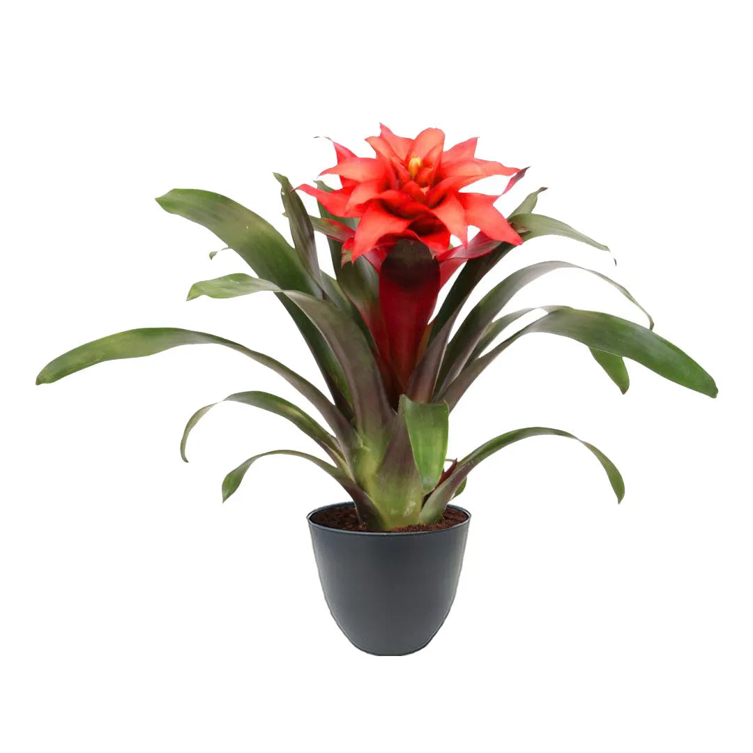 Pianta con fiore rosso e foglie lunche e versi a rosetta messo in un vaso si colore antracite 