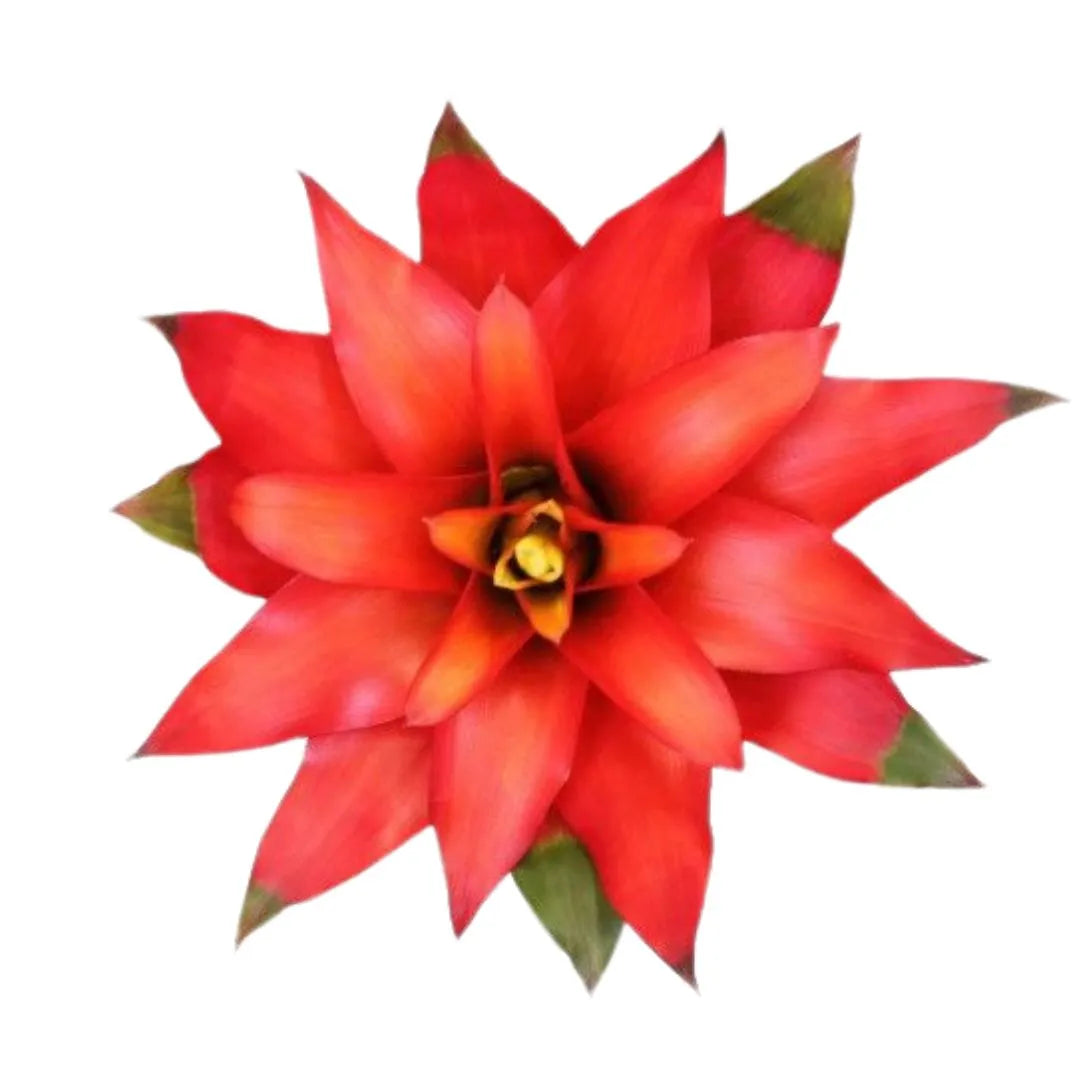 Guzmania Fiero Red D.12