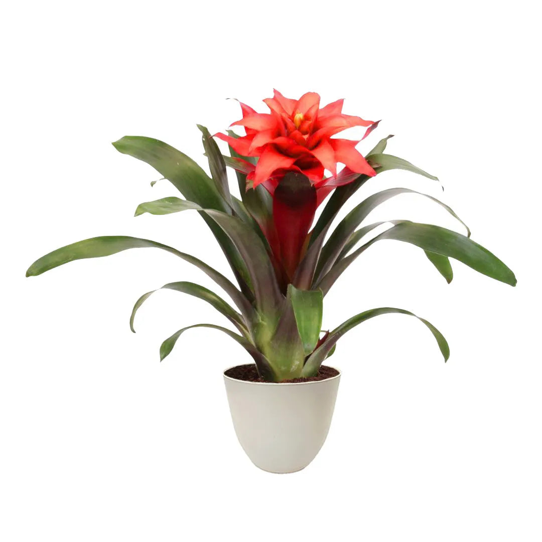 Pianta con fiore rosso e foglie lunche e versi a rosetta messo in un vaso si colore avorio 