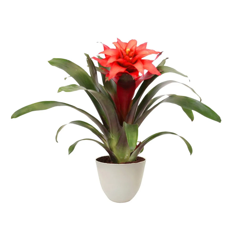 Pianta con fiore rosso e foglie lunche e versi a rosetta messo in un vaso si colore avorio 