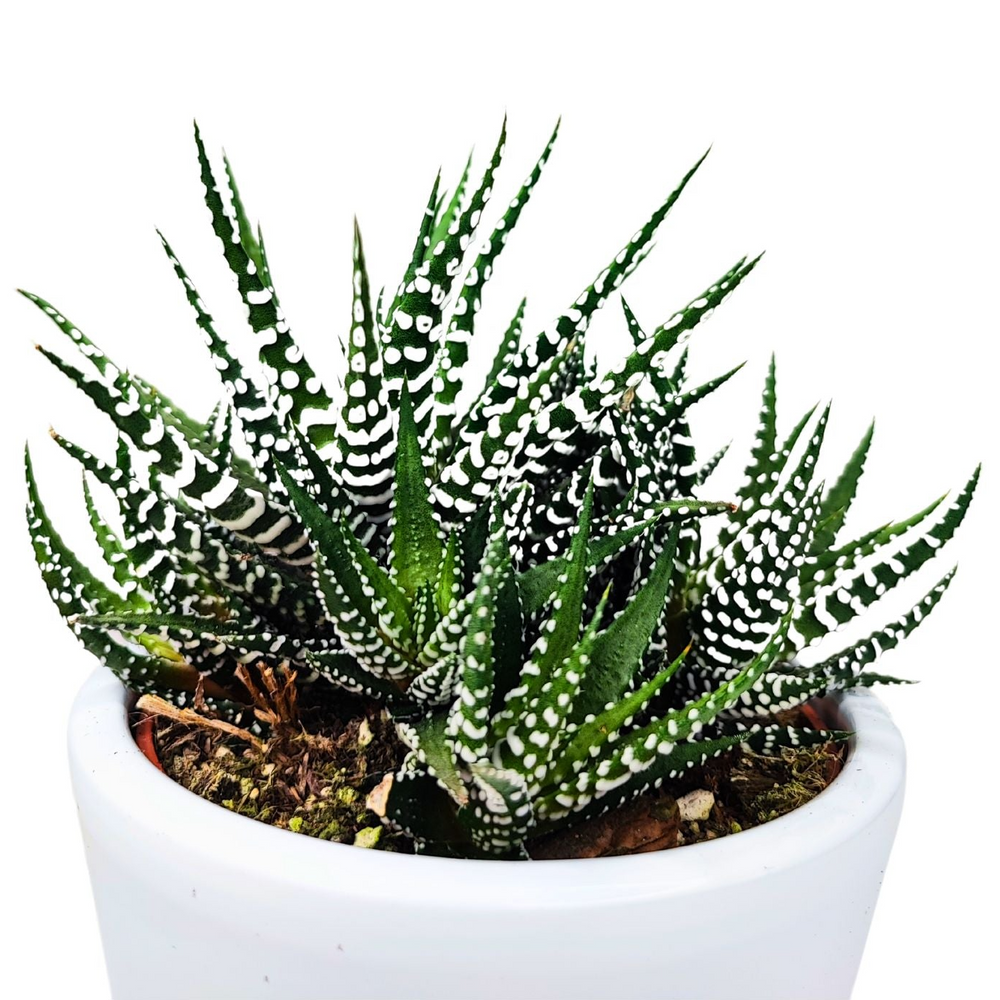 L'immagine mostra una pianta di Haworthia concolor in un vaso bianco, vista di lato. La pianta ha foglie spesse e carnose, disposte a rosetta, con punte affilate. Le foglie sono di colore verde scuro e presentano piccole verruche bianche che creano un aspetto punteggiato. La superficie del terreno è visibile alla base della pianta, all'interno del vaso bianco. La pianta ha una struttura compatta con le foglie che si estendono in varie direzioni, dando un aspetto pieno e rigoglioso.