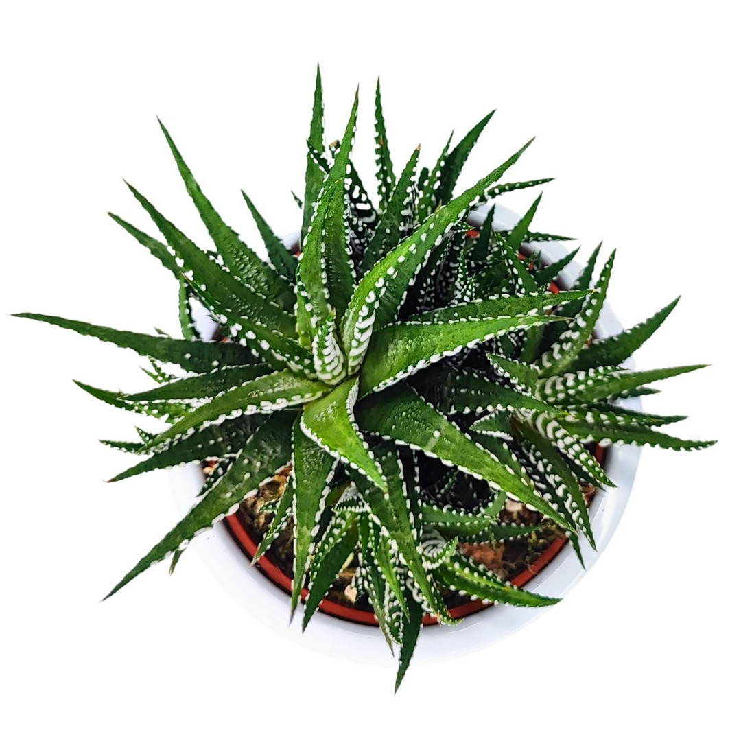 L'immagine mostra una pianta di Haworthia concolor in un vaso bianco, vista dall'alto. La pianta ha foglie spesse e carnose, disposte a rosetta, con punte affilate. Le foglie sono di colore verde scuro e presentano piccole verruche bianche che creano un aspetto punteggiato. La superficie del terreno è visibile alla base della pianta, all'interno del vaso bianco. La pianta ha una struttura compatta con le foglie che si estendono in varie direzioni.