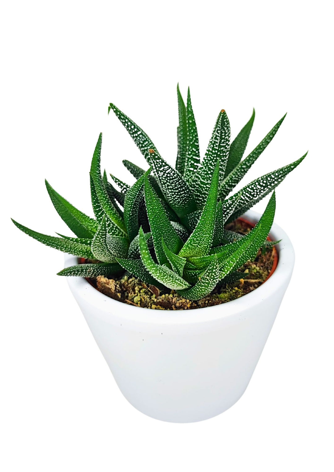 L'immagine mostra una pianta di Haworthia concolor in un vaso bianco. La pianta ha foglie spesse e carnose, disposte a rosetta, con punte affilate. Le foglie sono di colore verde scuro con piccole verruche bianche sparse sulla loro superficie. La superficie del terreno è leggermente visibile alla base della pianta, all'interno del vaso bianco.