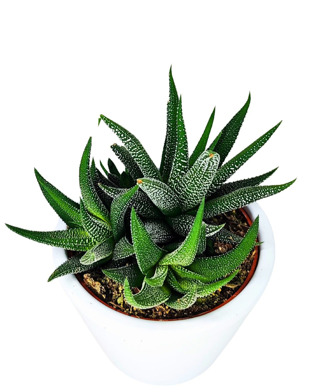 L'immagine mostra una pianta di Haworthia concolor in un vaso bianco, vista dall'alto. La pianta ha foglie spesse e carnose, disposte a rosetta, con punte affilate. Le foglie sono di colore verde scuro e sono coperte da piccole verruche bianche che creano un aspetto punteggiato. La superficie del terreno è leggermente visibile alla base della pianta, all'interno del vaso bianco.