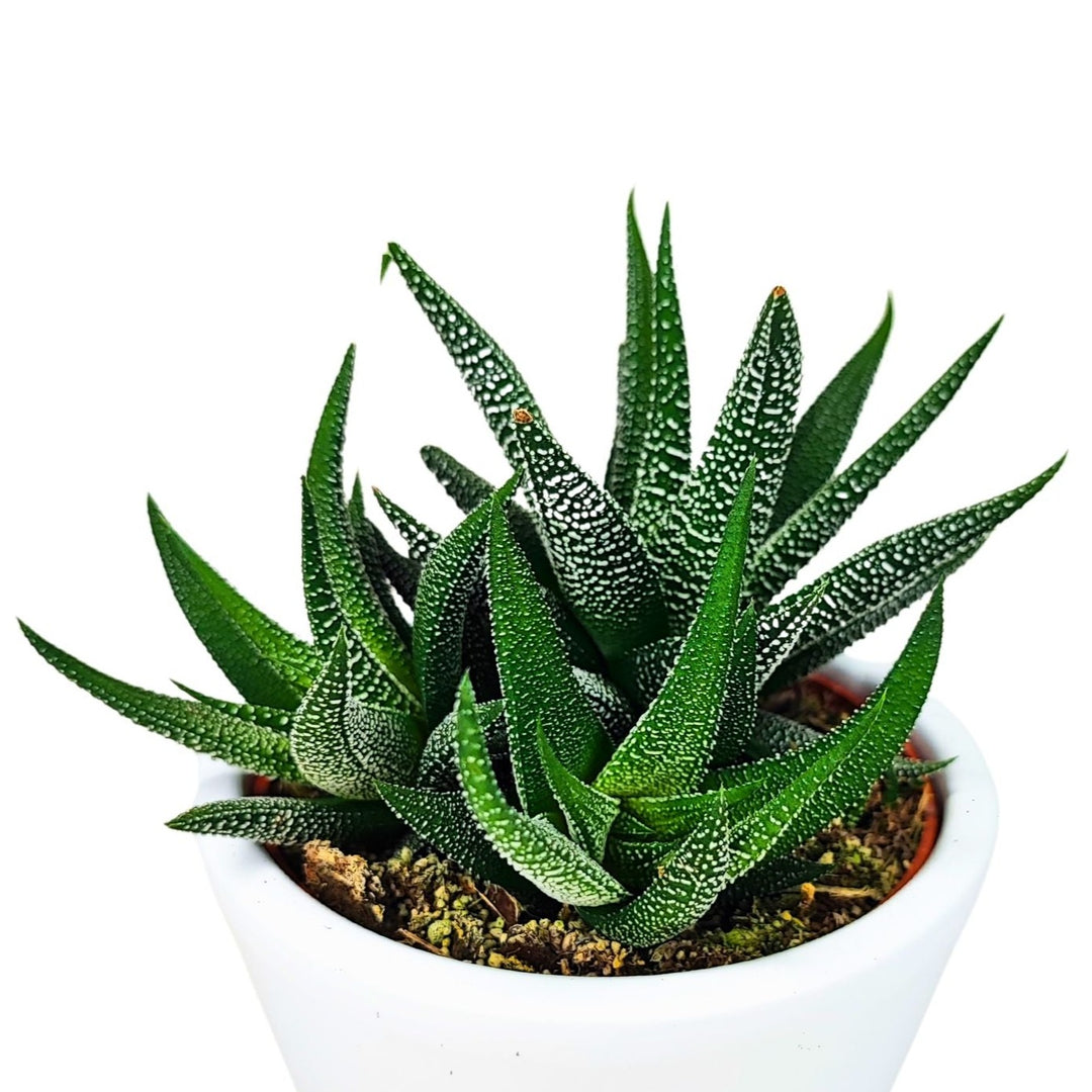 L'immagine mostra una pianta di Haworthia concolor in un vaso bianco, vista di lato. La pianta presenta foglie spesse e carnose, disposte a rosetta, con punte affilate. Le foglie sono di colore verde scuro e sono coperte da piccole verruche bianche che creano un aspetto punteggiato. La superficie del terreno è leggermente visibile alla base della pianta, all'interno del vaso bianco.