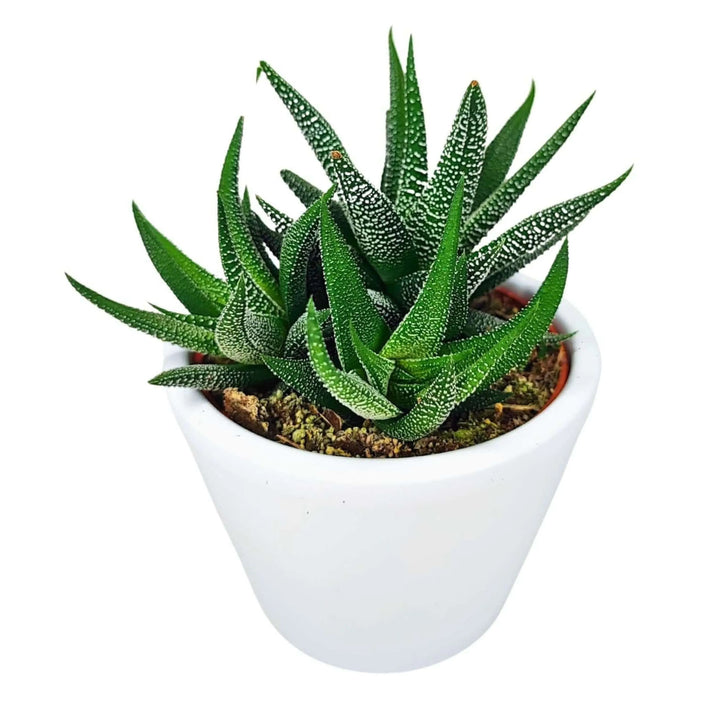 Pianta succulenta Haworthia attenuata con foglie verdi appuntite e striature bianche in rilievo, coltivata in un vaso bianco dal design minimalista. Ideale per ambienti interni.