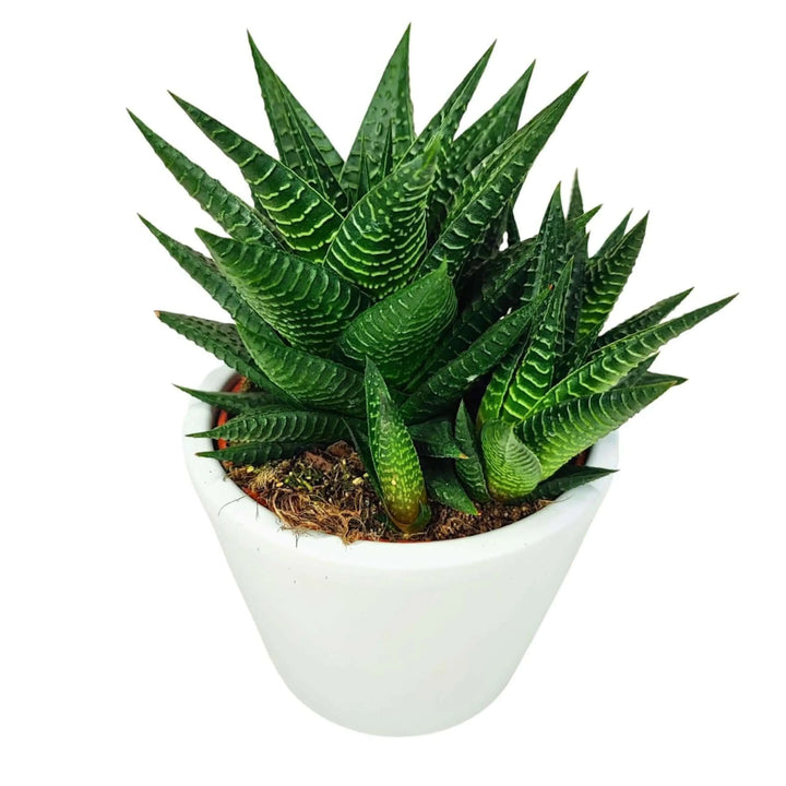 Pianta succulenta Haworthia fasciata con foglie verdi a striature bianche, coltivata in un vaso bianco dal design semplice ed elegante. Ideale per decorazioni da interno.