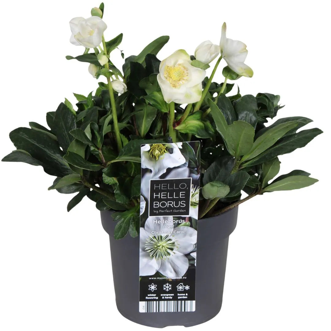 Helleborus Christmas Bianco H.35