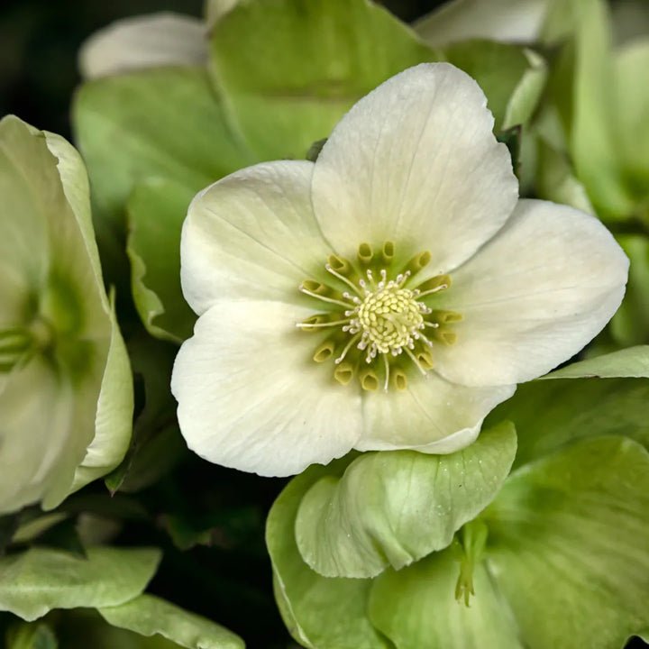 Helleborus Christmas Bianco H.35