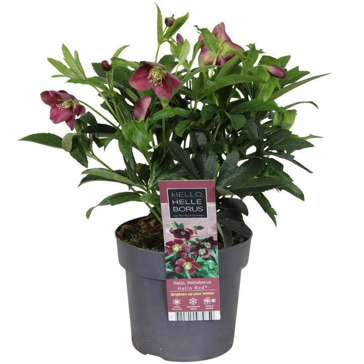 Helleborus Rosa di Natale Orientalis 35 cm