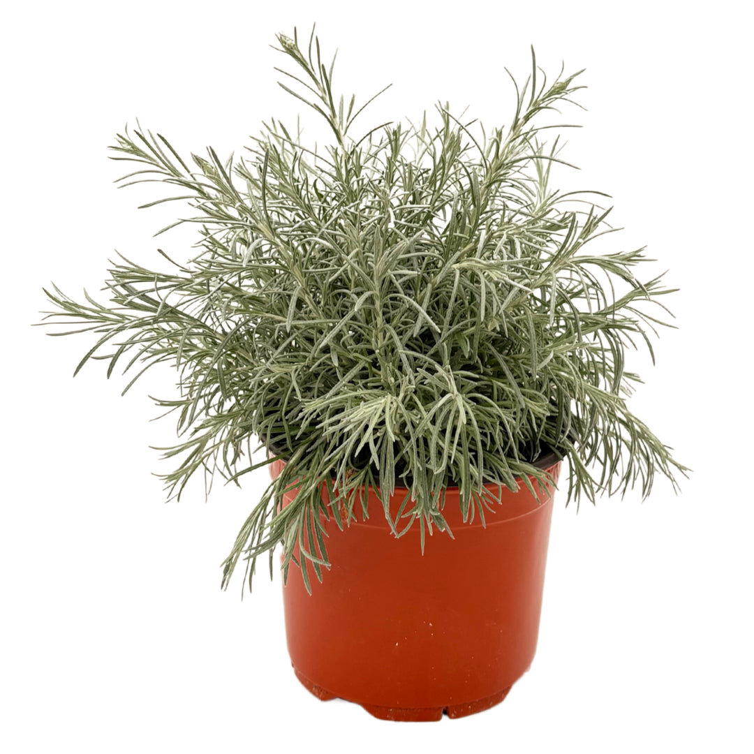 Vista frontale della pianta Helichrysum in vaso rosso, foglie argentee e forma cespugliosa.

