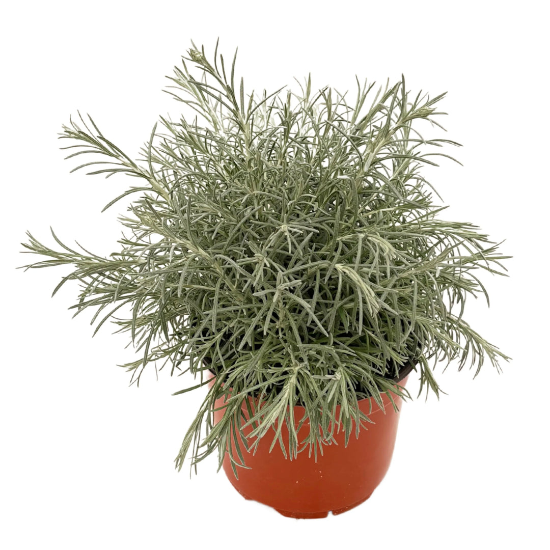 Helichrysum da 34 cm visto dall’alto, struttura compatta e tonalità grigio-verdi.

