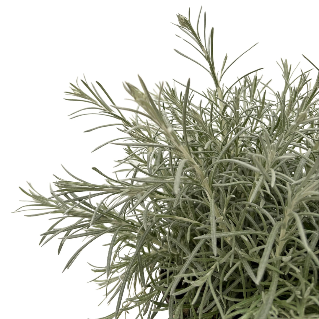 Dettaglio ravvicinato delle foglie sottili e profumate dell’Helichrysum.

