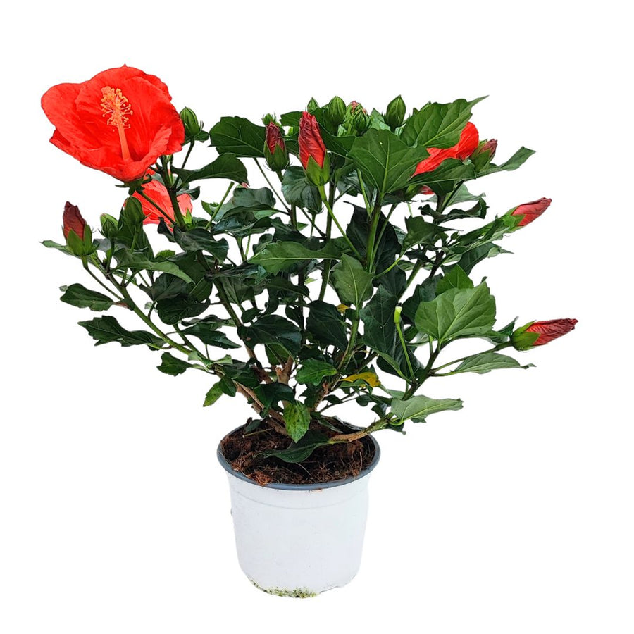 Hibiscus rosso in vaso bianco da 17 cm, pianta da esterno fiorita con numerosi boccioli – ideale per balconi e terrazzi.