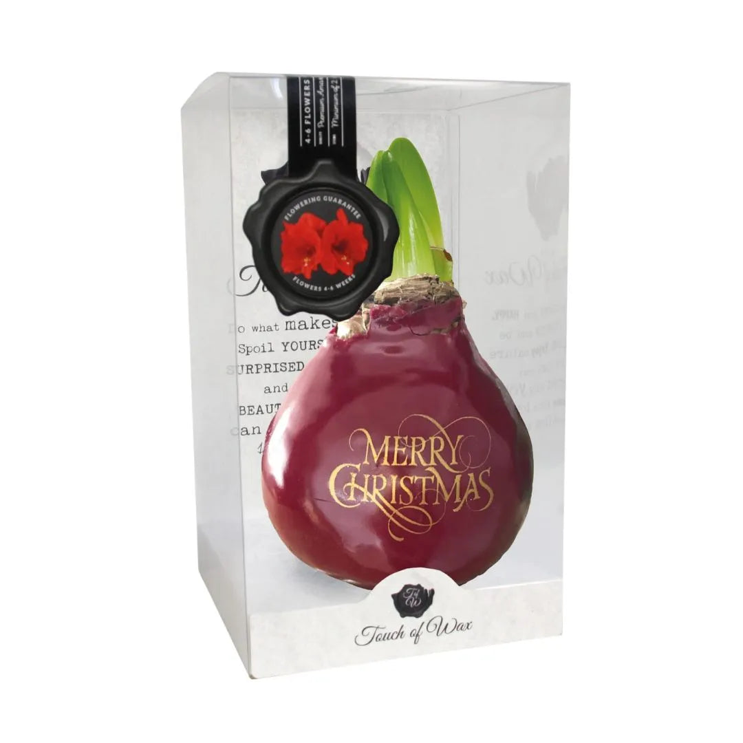 Bulbo cerato di Amaryllis rosso