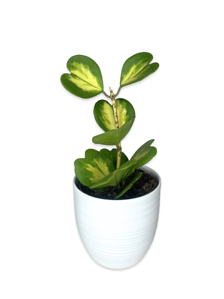 l'immagine mostra foto di Hoya kerii Variegata con foglie variegate dal verde scuro al verde chiaro in un vaso di ceramica bianca su uno sfondo chiaro