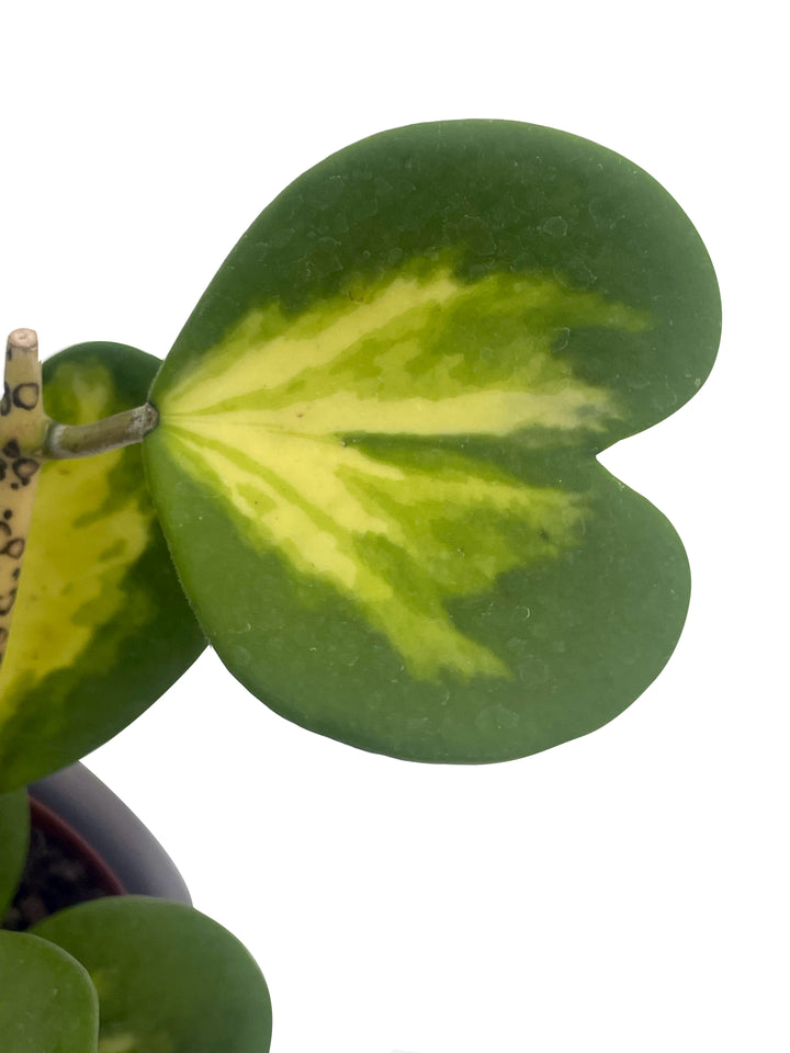 l'immagine mostra foto del dettaglio della foglia variegata dal verde scuro al verde chiaro di Hoya kerrii Variegata su sfondo chiaro 