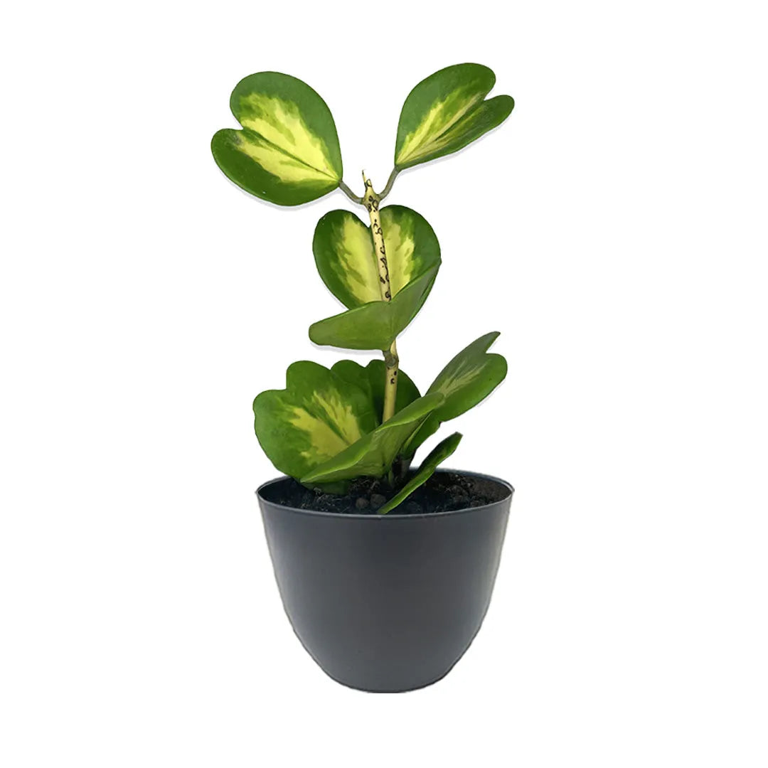 Hoya Kerrii Variegata in vaso antracite Ø 15 cm – Pianta succulenta a cuore