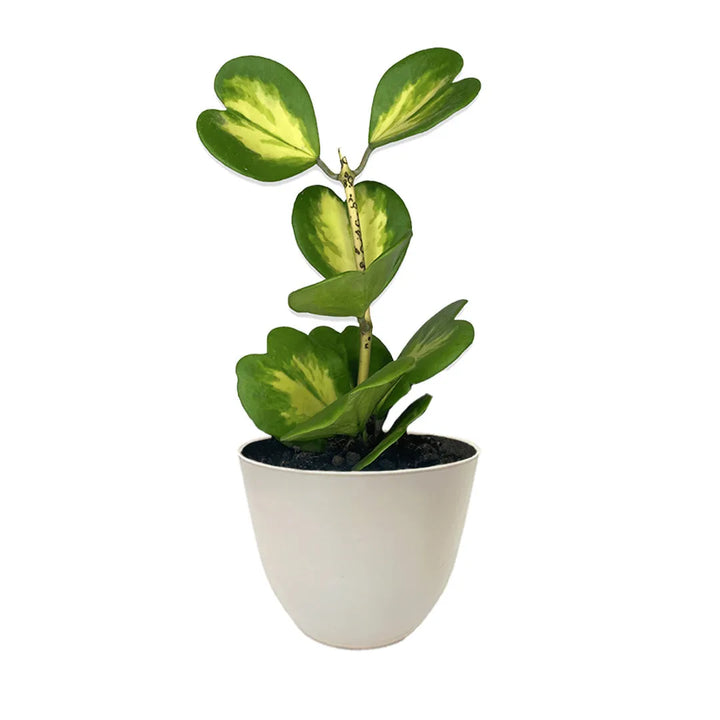 Hoya Kerrii Variegata con foglie a forma di cuore in vaso avorio Ø 15 cm in plastica riciclat
