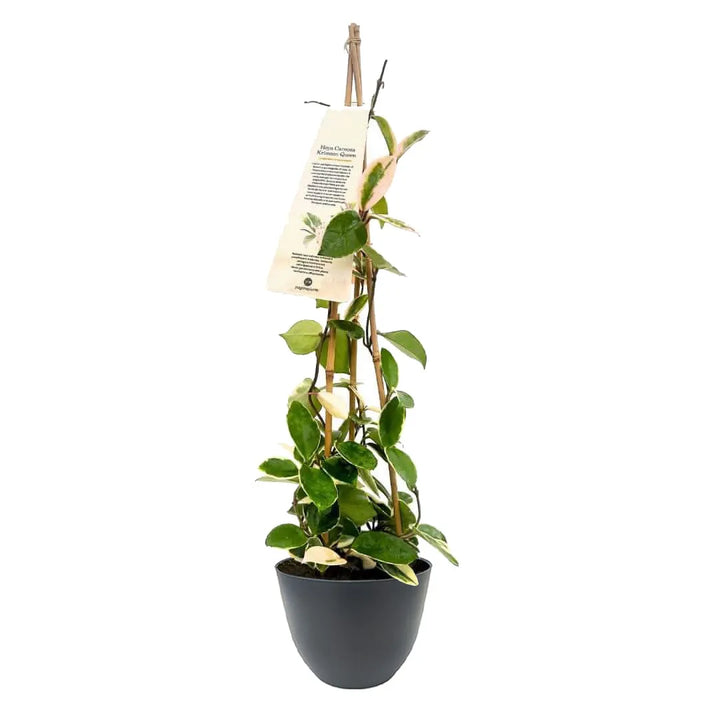 Hoya Krimson Queen in vaso antracite da 16 cm, pianta d'appartamento rampicante con foglie cerose verde, bianco e rosa