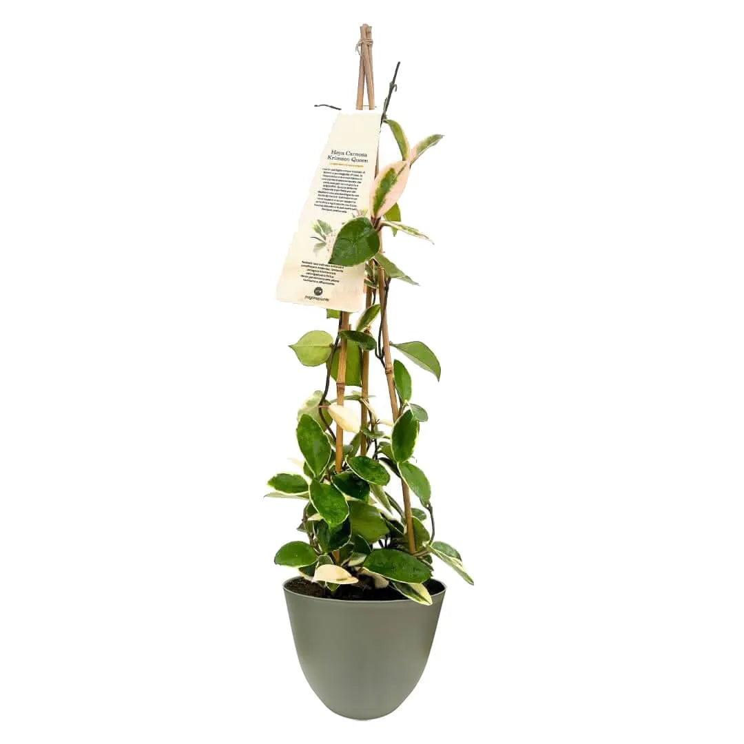 Pianta Hoya Krimson Queen con vaso verde salvia in plastica riciclata, Ø 15 cm