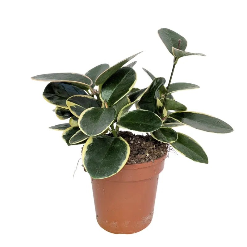 i Giardini di Giulia 