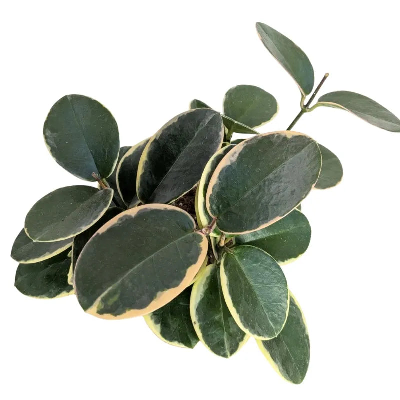 i Giardini di Giulia 