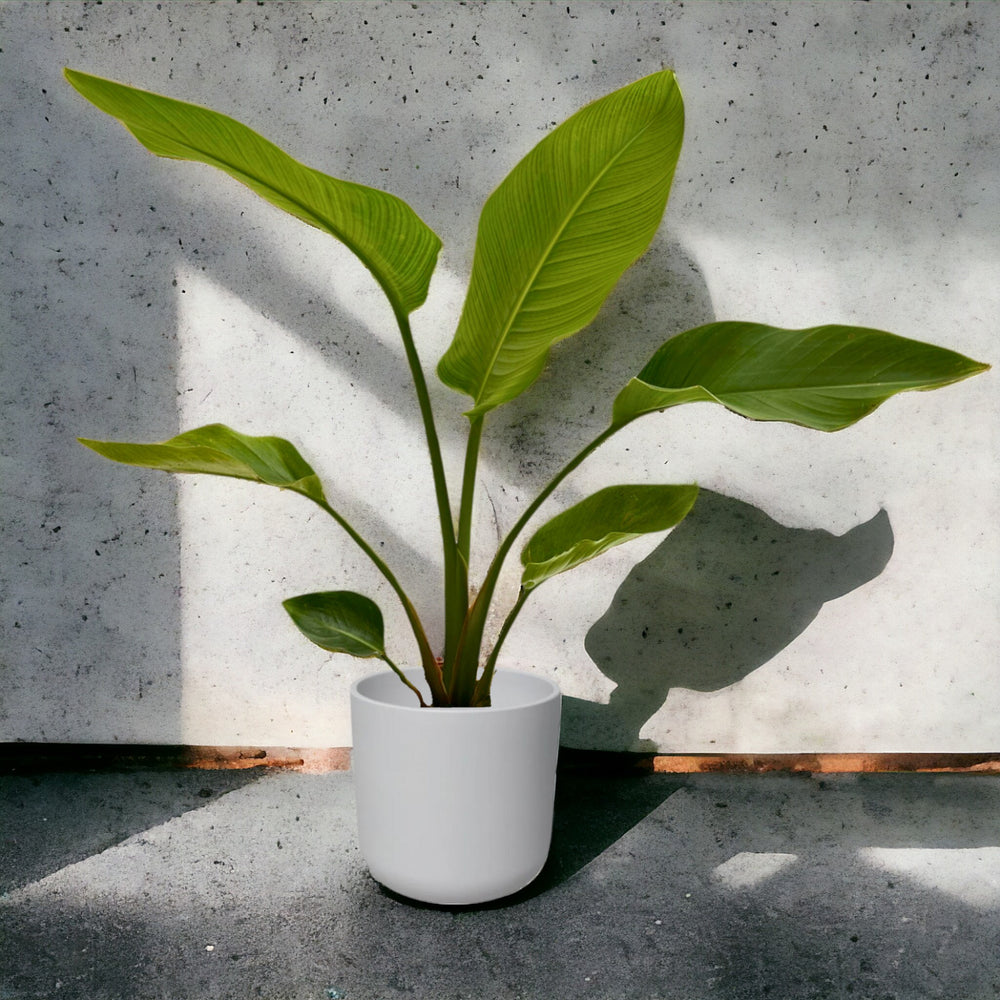 pianta di stretlizia nicolai verde in un vaso di ceramica bianco , in ambiente interno stile industrial 
