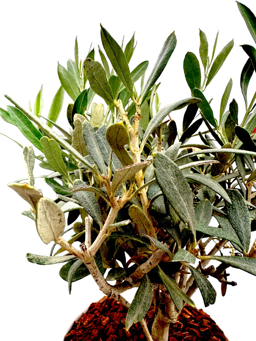 dettaglio foglie di alberello di olivo 