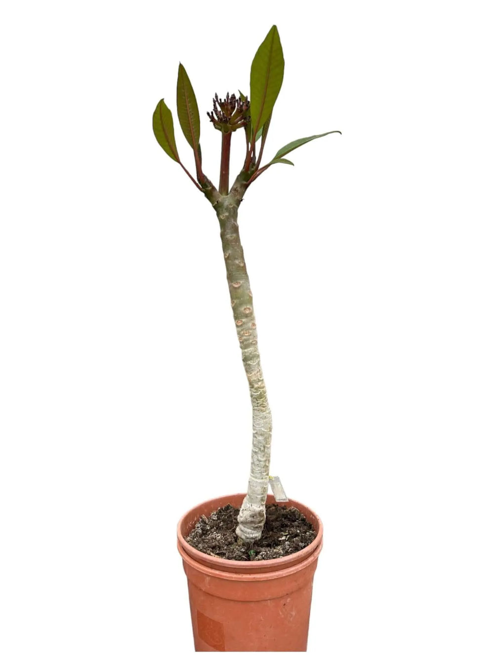 Plumeria o Frangipani Innestata . - i Giardini di Giulia  