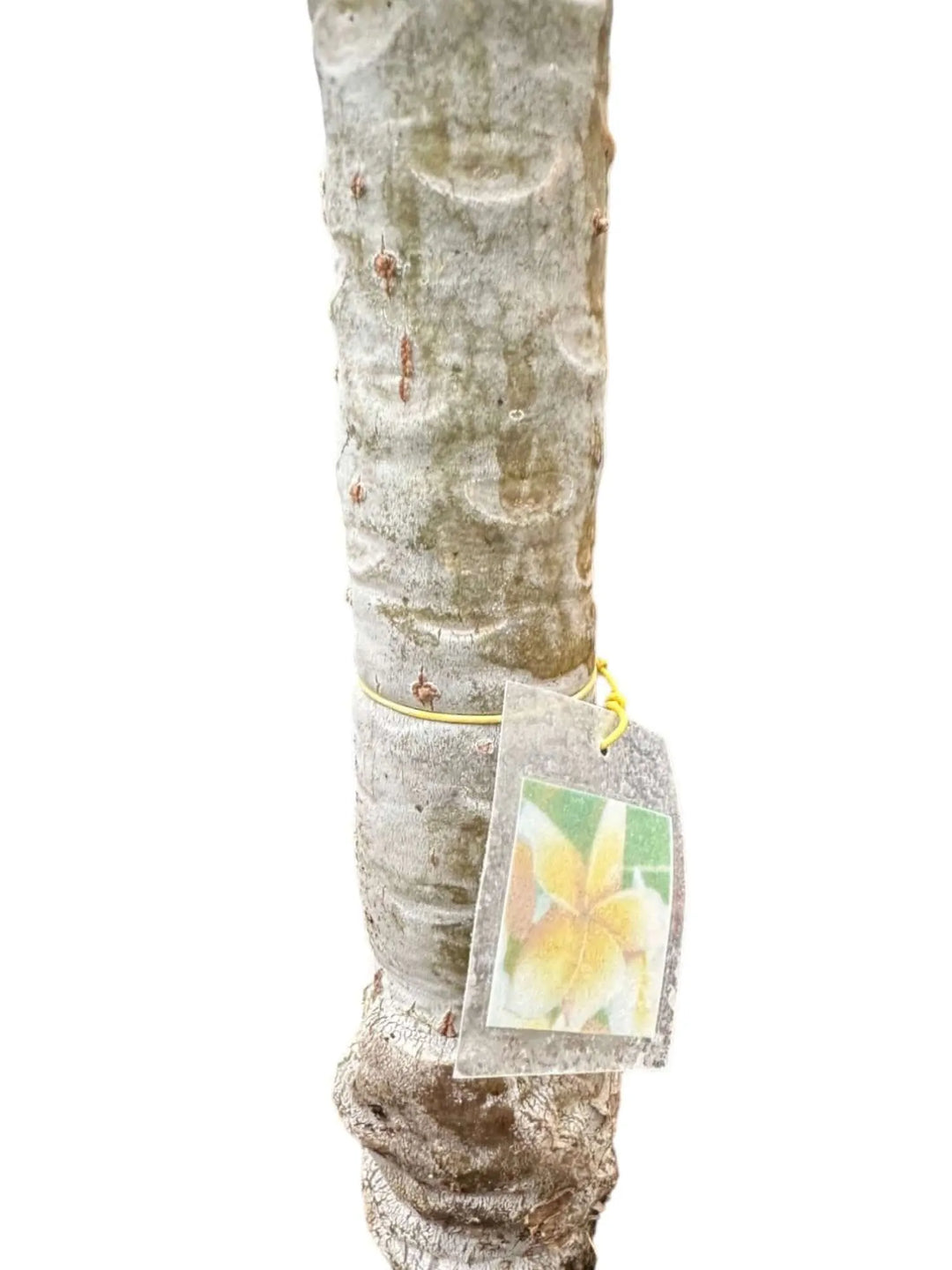 Plumeria o Frangipani Innestata . - i Giardini di Giulia  