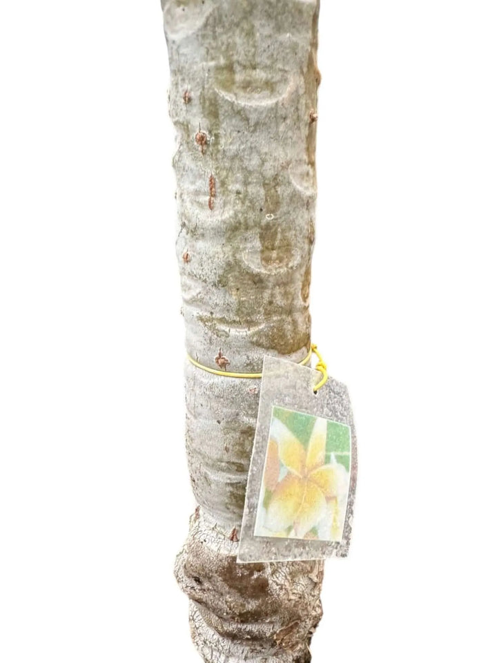 Plumeria o Frangipani Innestata . - i Giardini di Giulia  