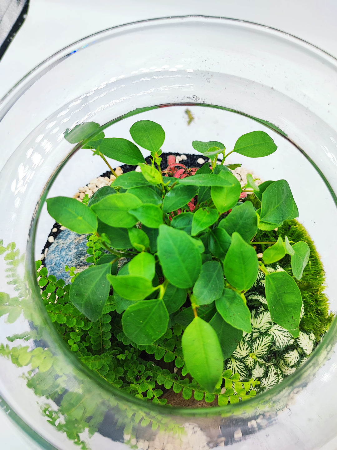 immagine raffigura terrario con al suo interno un bonsai con foglie verdi una felce  con foglie verdi del muschio una pietra decorativa su fondo chiaro 